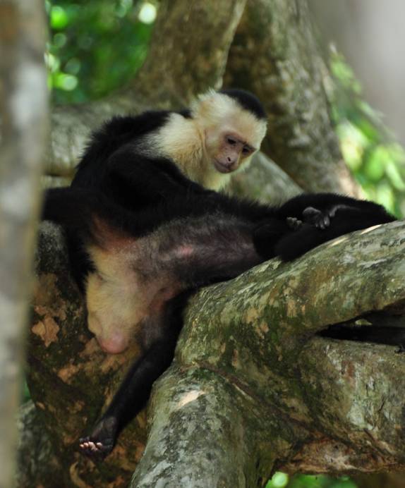 Macacos caçam carrapatos no Parque Nacional de Manuel Antonio, no litoral do Oceano Pacífico, na Costa Rica